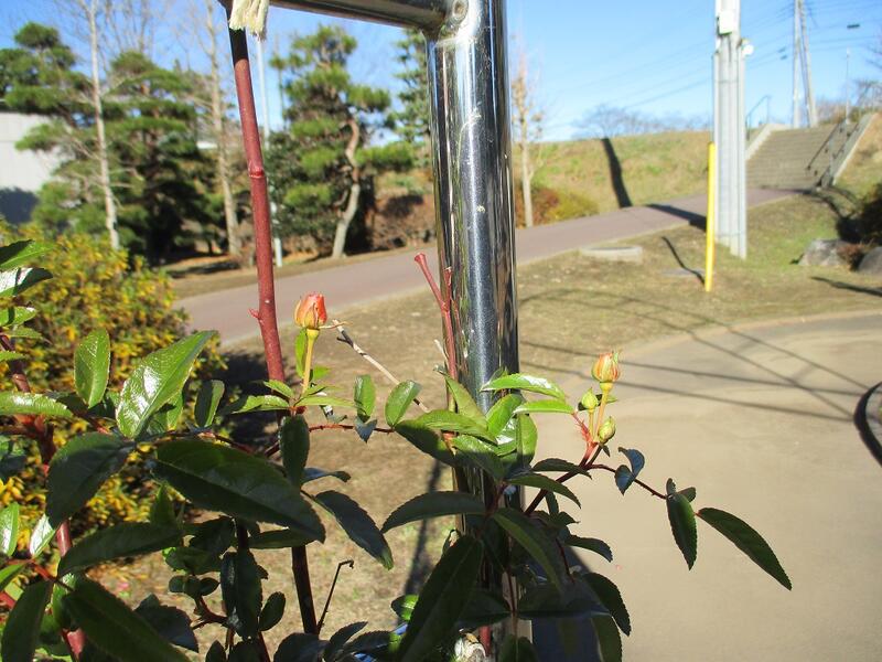 ホーム 那須烏山市立烏山中学校