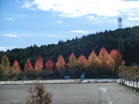 校舎から見える木々の紅葉がきれいです！